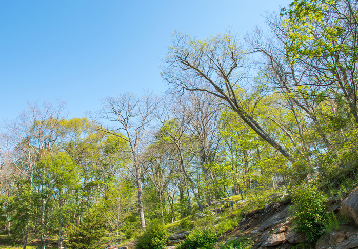 Visible gypsy moth defoliation